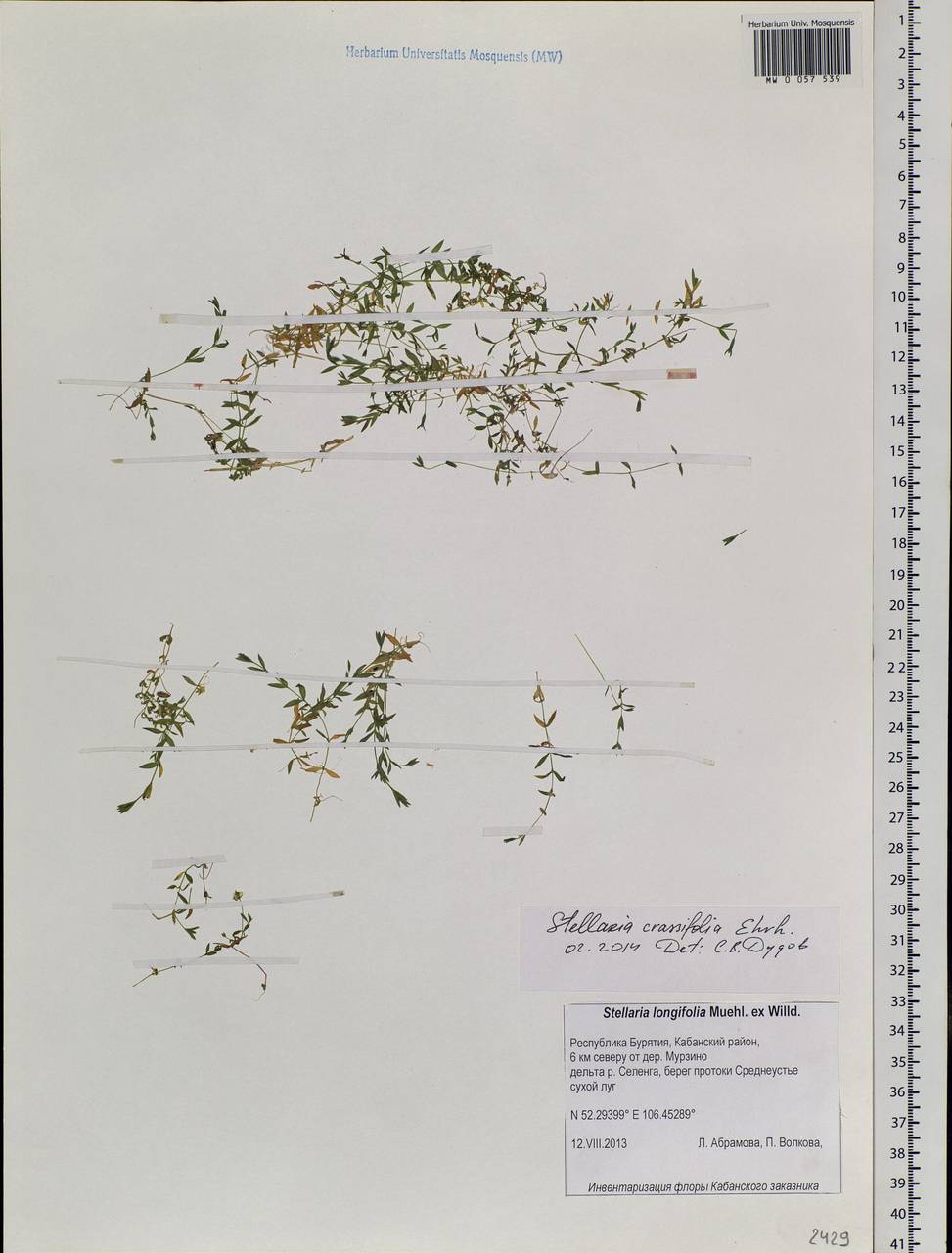 Stellaria crassifolia Ehrh., Siberia, Baikal & Transbaikal region (S4) (Russia)