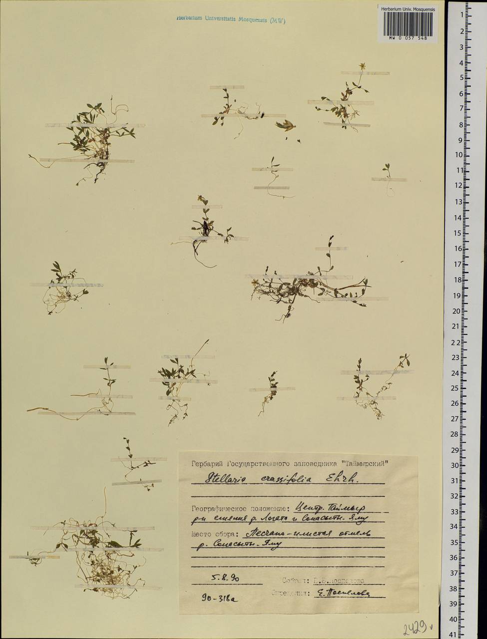 Stellaria crassifolia Ehrh., Siberia, Central Siberia (S3) (Russia)
