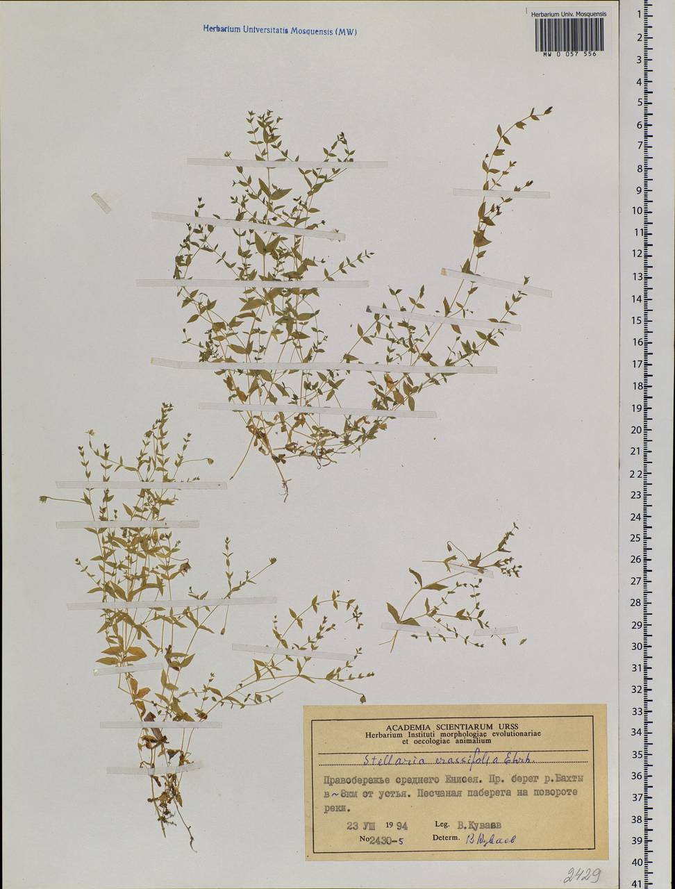 Stellaria crassifolia Ehrh., Siberia, Central Siberia (S3) (Russia)