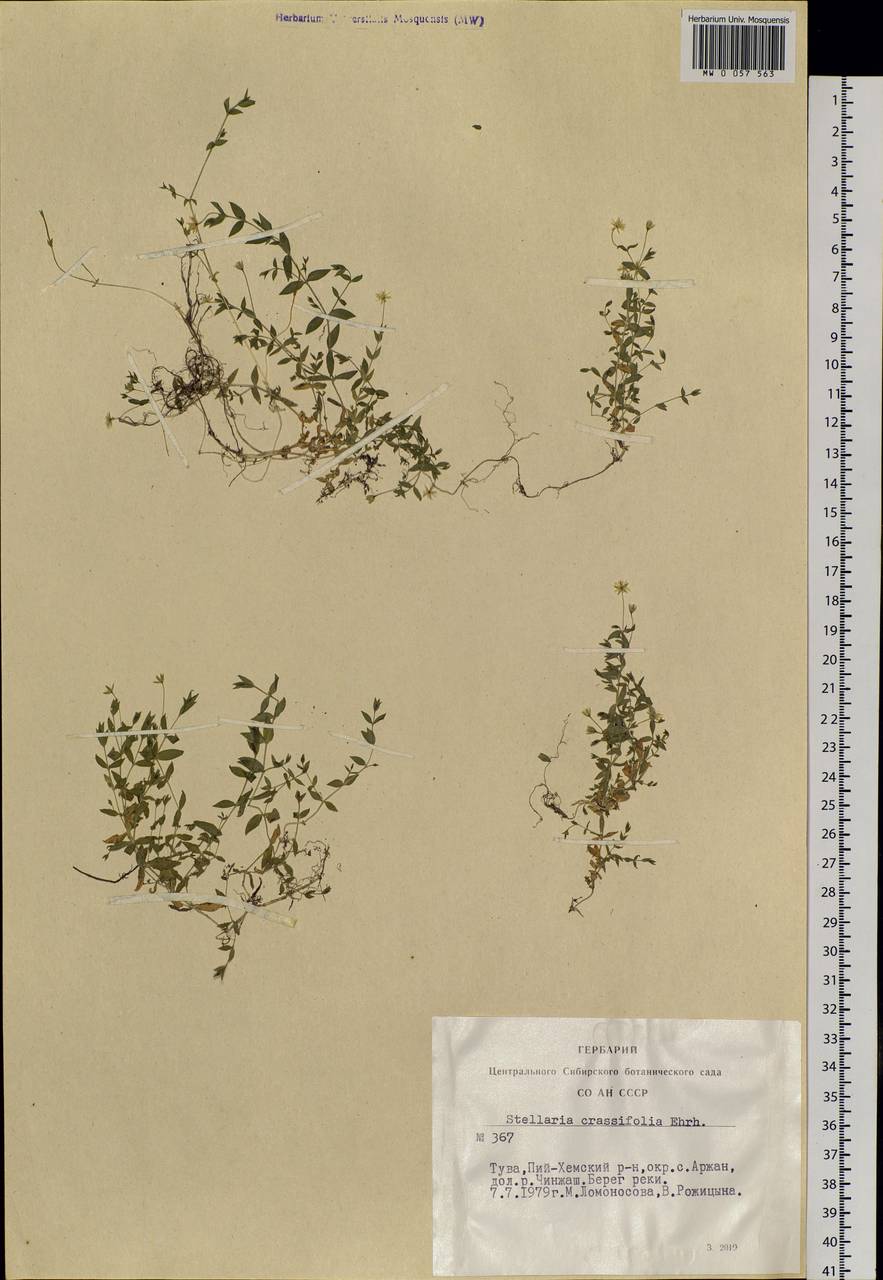 Stellaria crassifolia Ehrh., Siberia, Altai & Sayany Mountains (S2) (Russia)