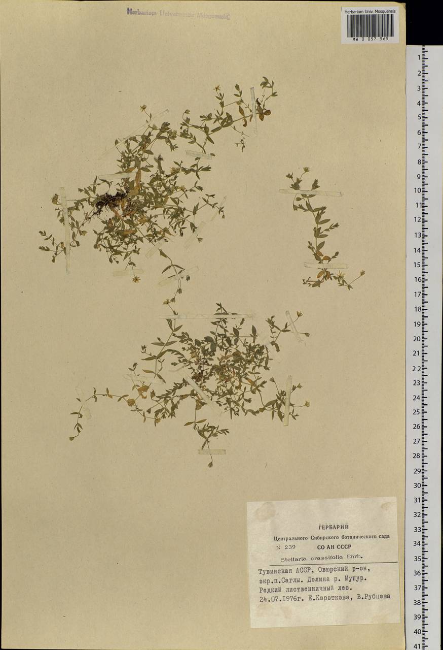 Stellaria crassifolia Ehrh., Siberia, Altai & Sayany Mountains (S2) (Russia)