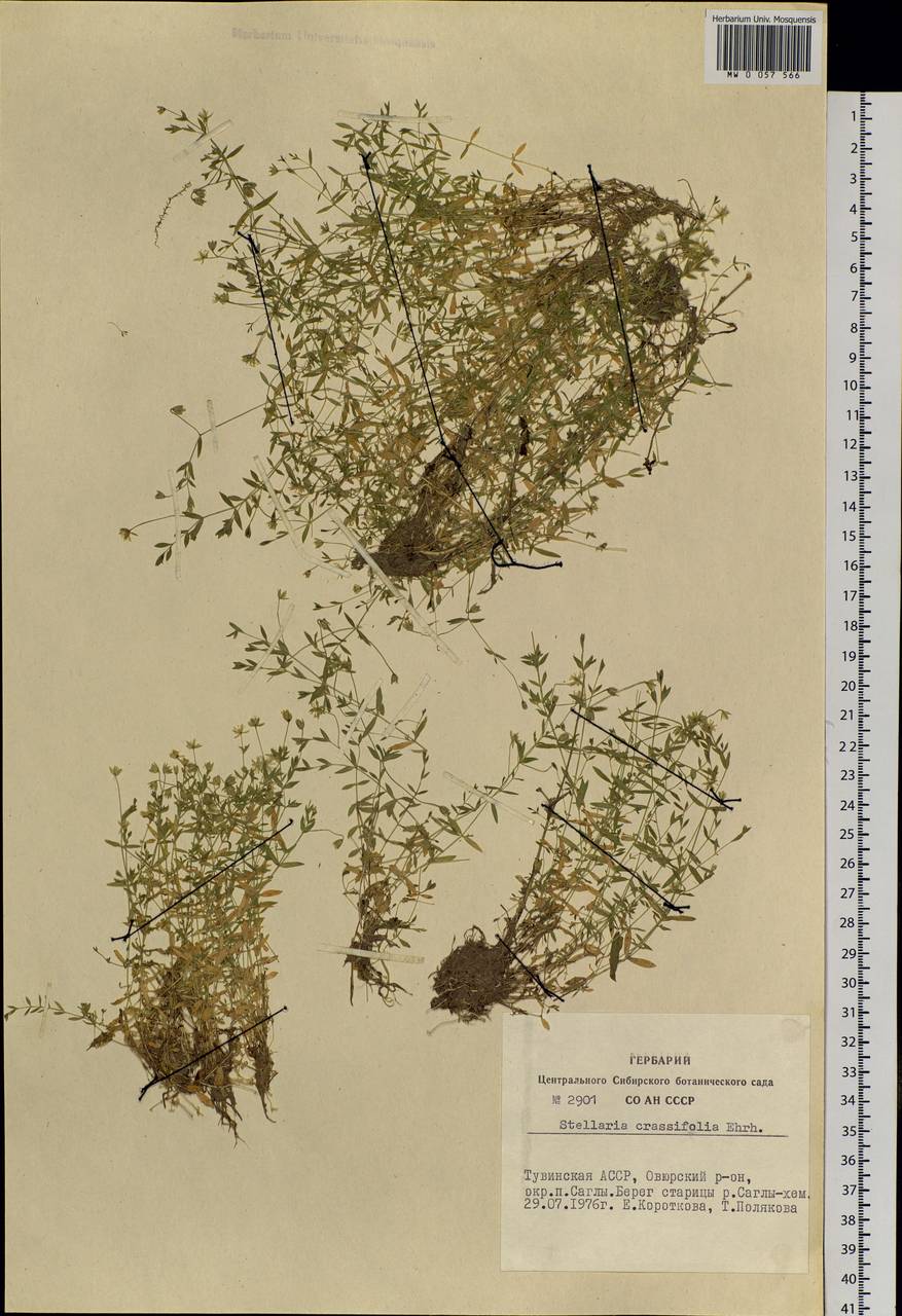 Stellaria crassifolia Ehrh., Siberia, Altai & Sayany Mountains (S2) (Russia)