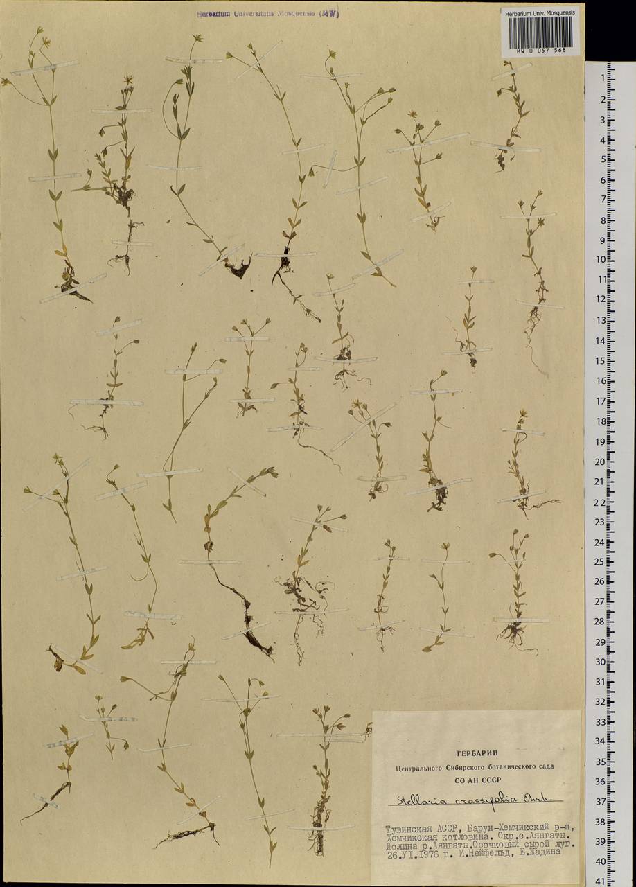 Stellaria crassifolia Ehrh., Siberia, Altai & Sayany Mountains (S2) (Russia)