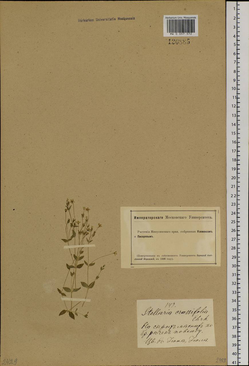 Stellaria crassifolia Ehrh., Siberia, Altai & Sayany Mountains (S2) (Russia)