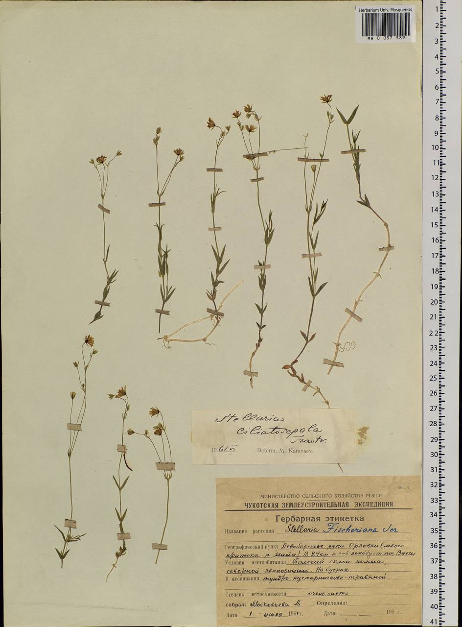 Stellaria longipes subsp. longipes, Siberia, Chukotka & Kamchatka (S7) (Russia)