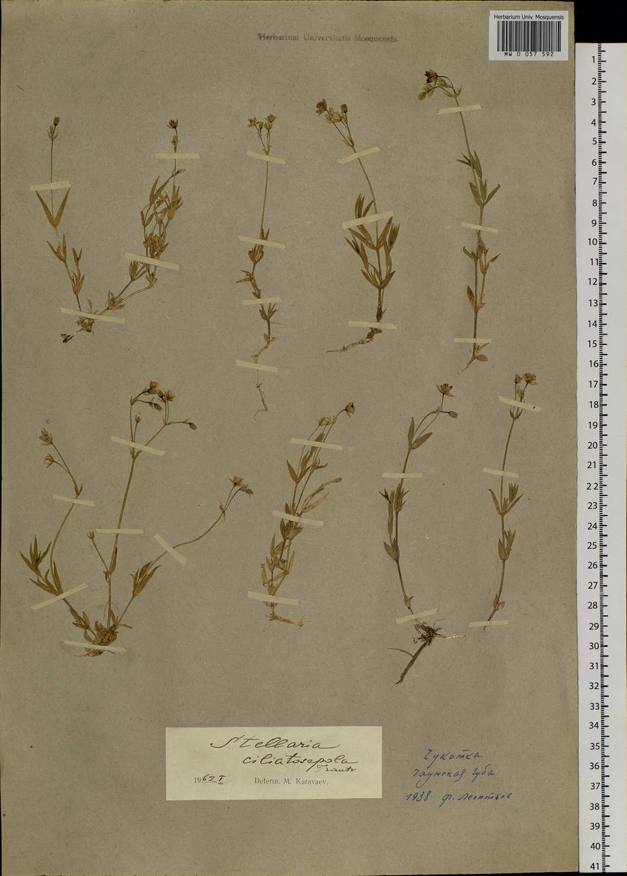 Stellaria longipes subsp. longipes, Siberia, Chukotka & Kamchatka (S7) (Russia)