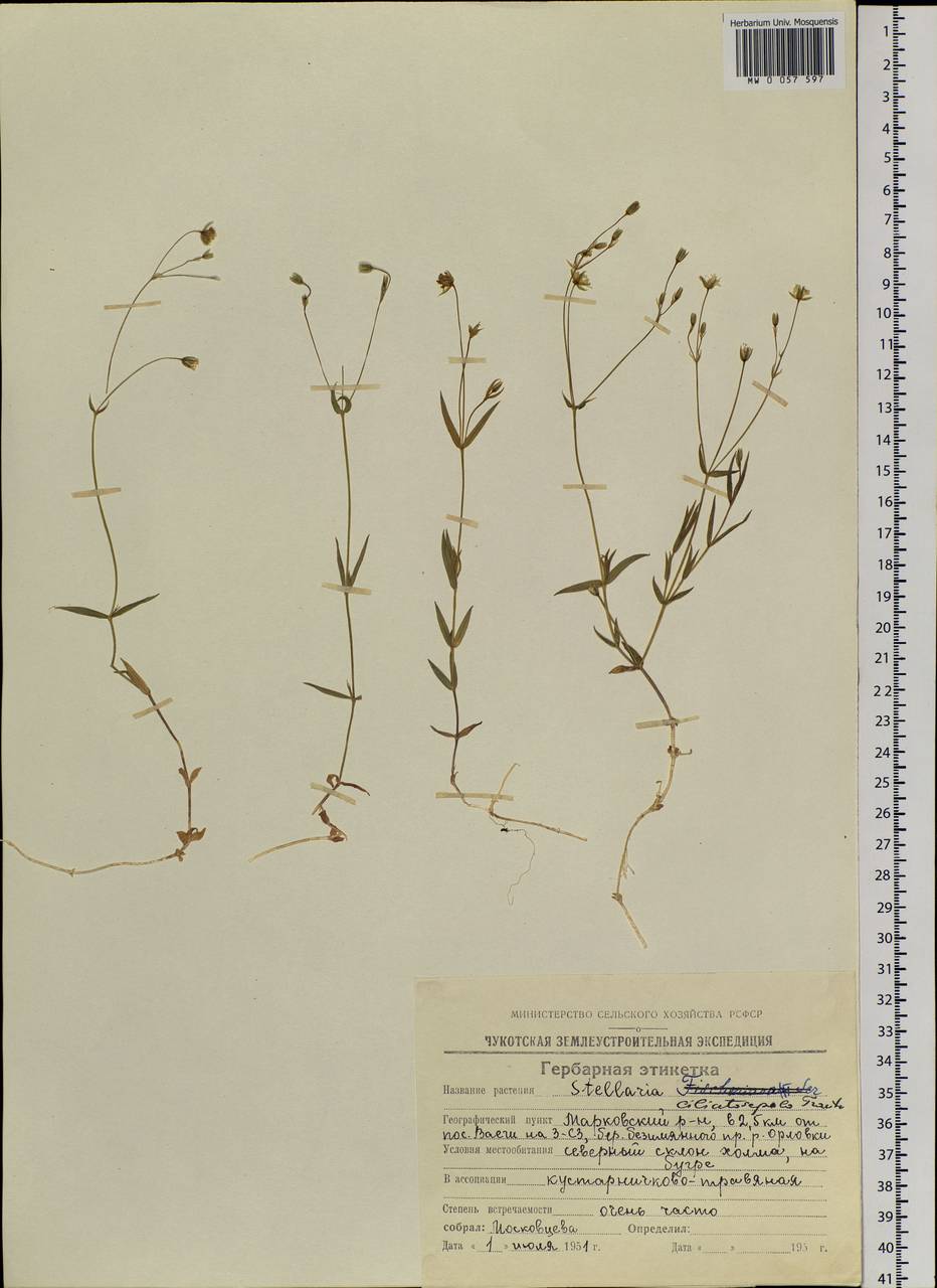 Stellaria longipes subsp. longipes, Siberia, Chukotka & Kamchatka (S7) (Russia)