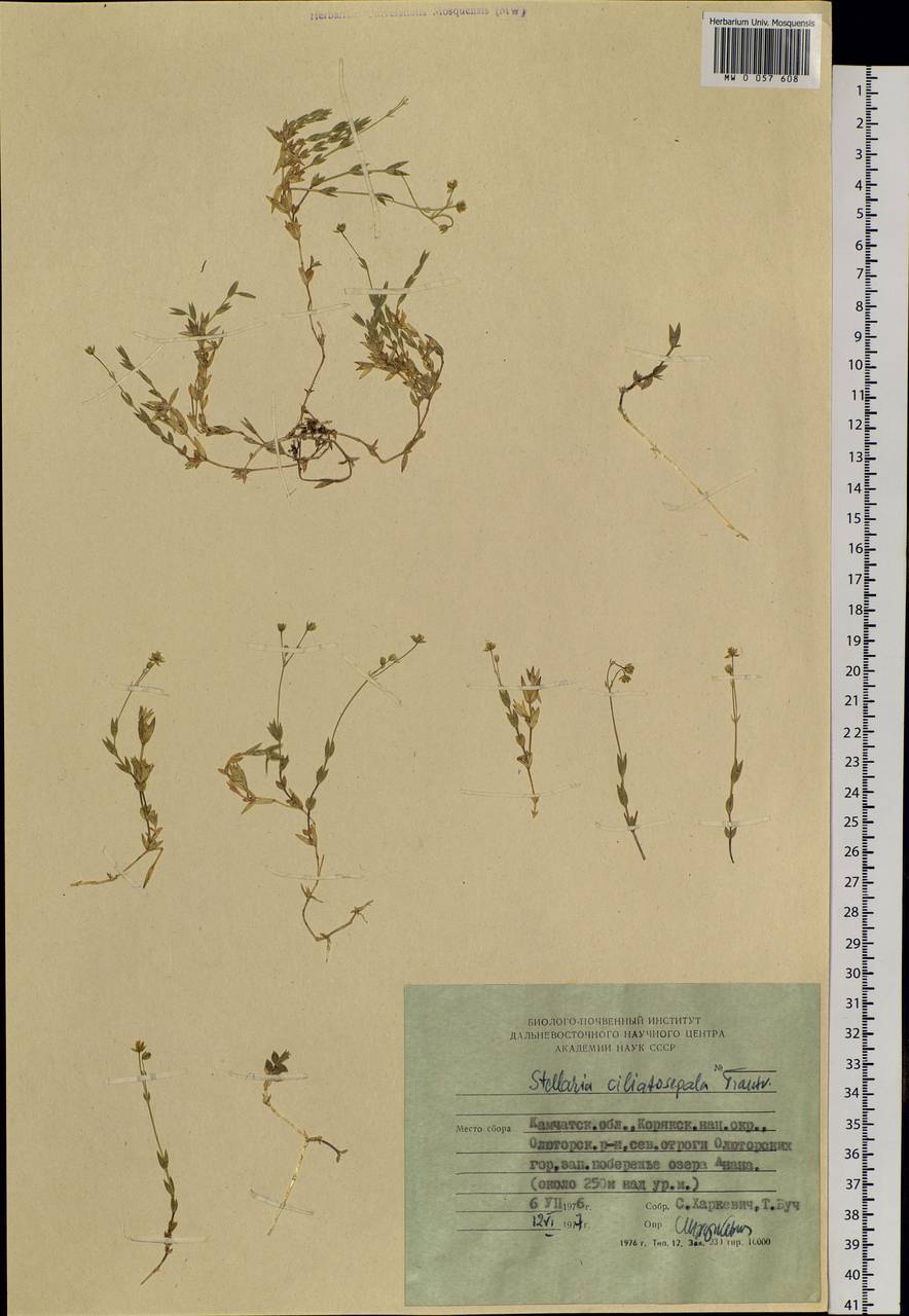 Stellaria longipes subsp. longipes, Siberia, Chukotka & Kamchatka (S7) (Russia)
