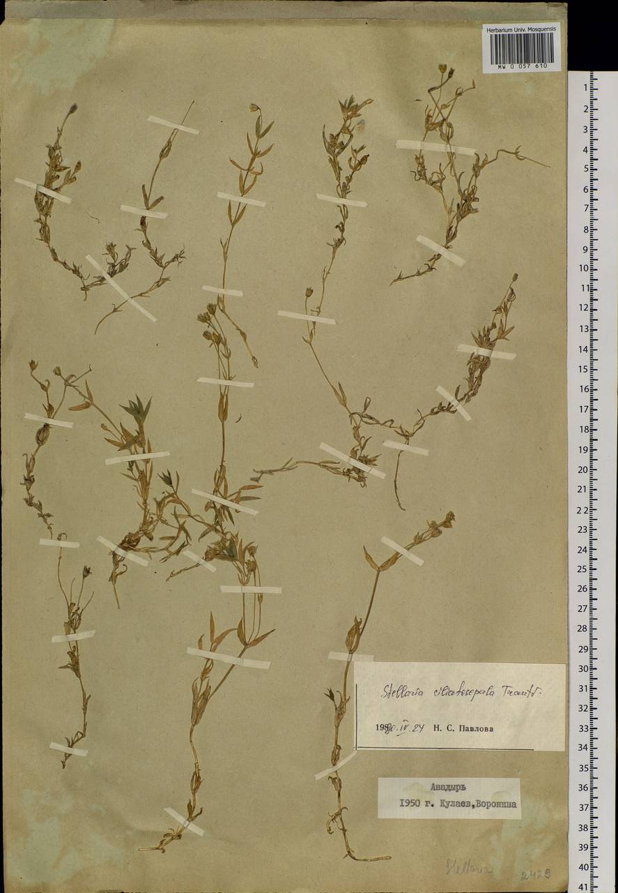 Stellaria longipes subsp. longipes, Siberia, Chukotka & Kamchatka (S7) (Russia)