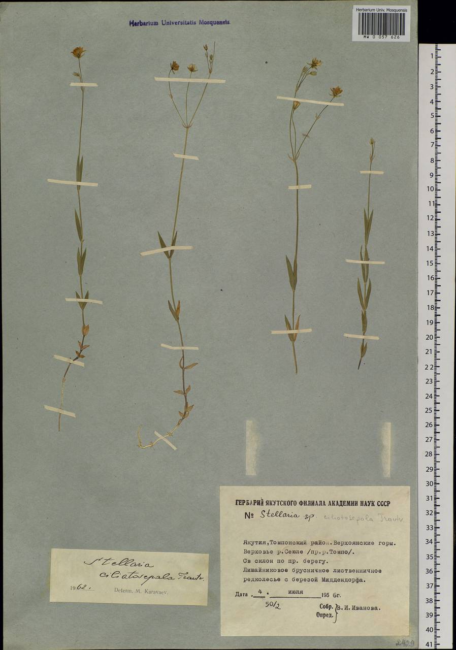 Stellaria longipes subsp. longipes, Siberia, Yakutia (S5) (Russia)
