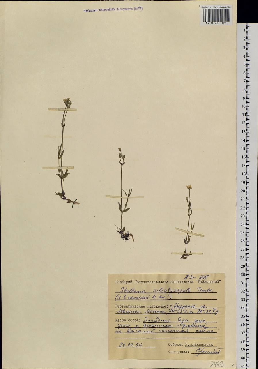 Stellaria longipes subsp. longipes, Siberia, Central Siberia (S3) (Russia)