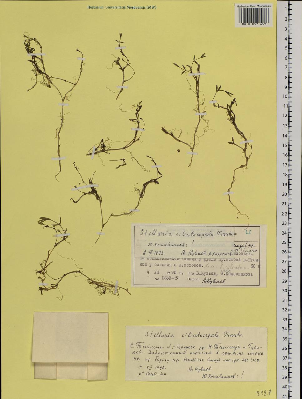 Stellaria longipes subsp. longipes, Siberia, Central Siberia (S3) (Russia)