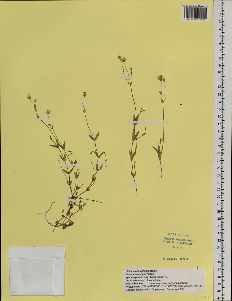 Stellaria longipes subsp. longipes, Siberia, Central Siberia (S3) (Russia)