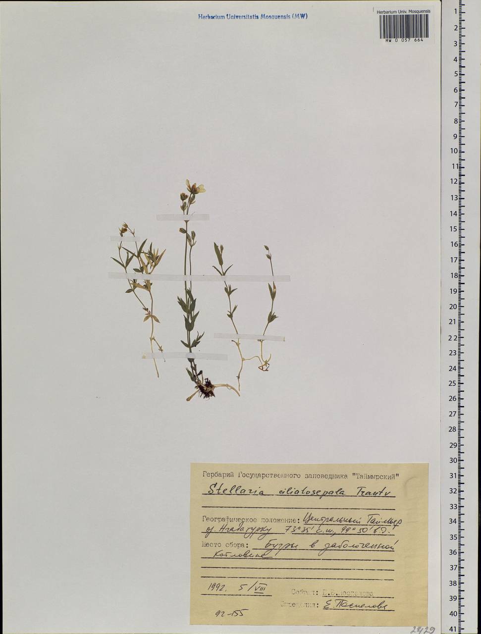 Stellaria longipes subsp. longipes, Siberia, Central Siberia (S3) (Russia)