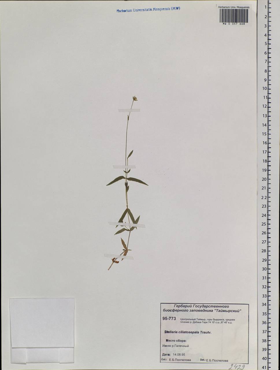 Stellaria longipes subsp. longipes, Siberia, Central Siberia (S3) (Russia)