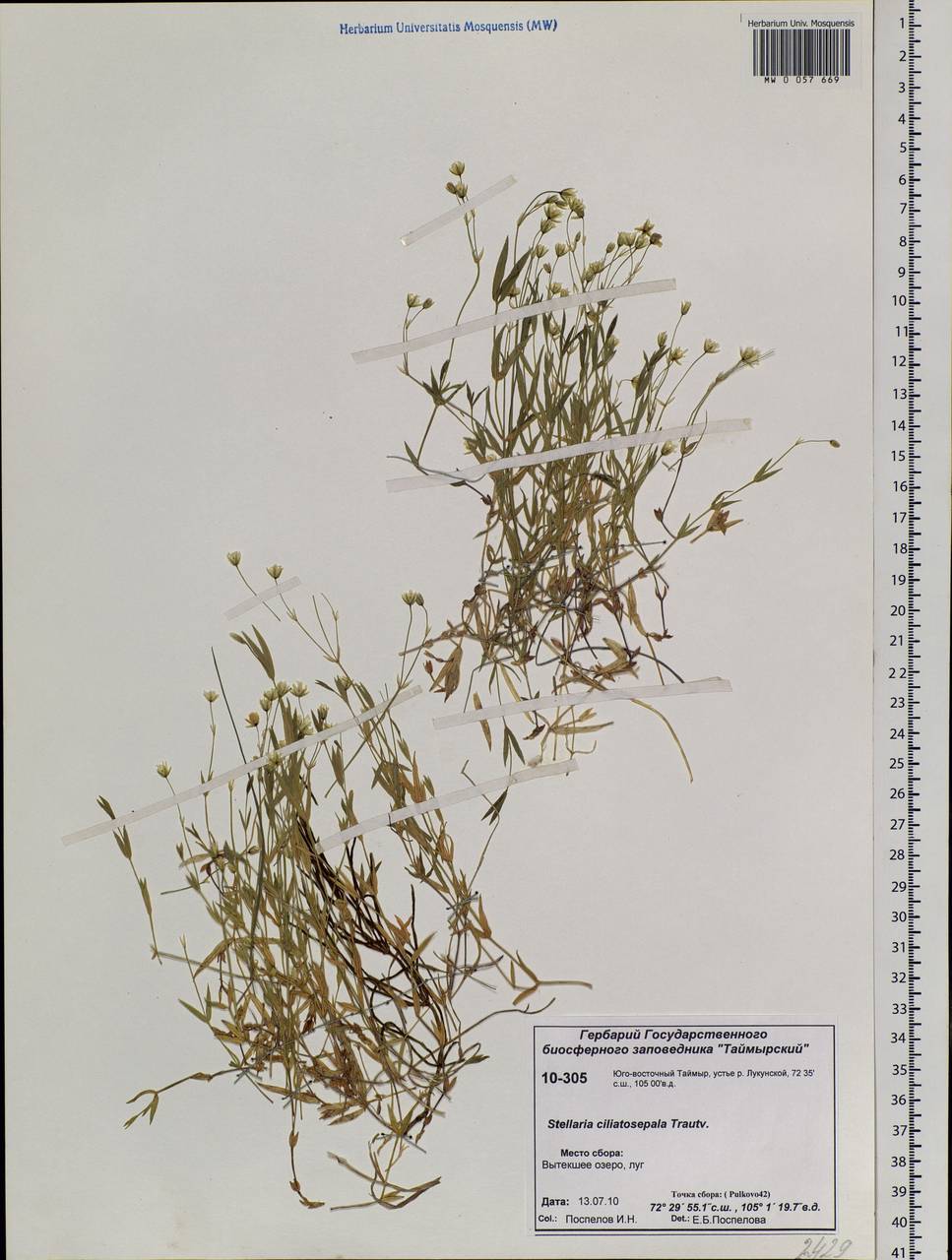 Stellaria longipes subsp. longipes, Siberia, Central Siberia (S3) (Russia)