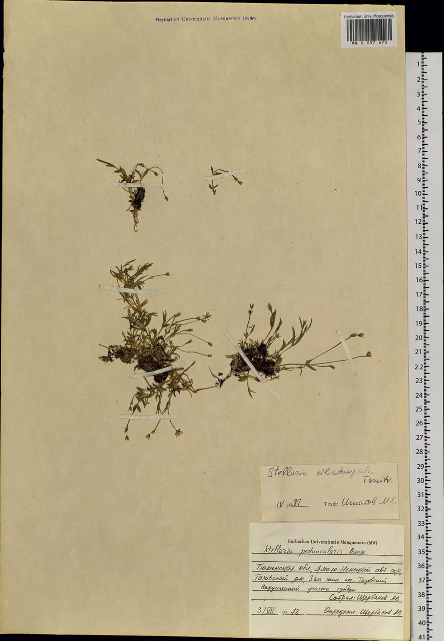 Stellaria longipes subsp. longipes, Siberia, Western Siberia (S1) (Russia)