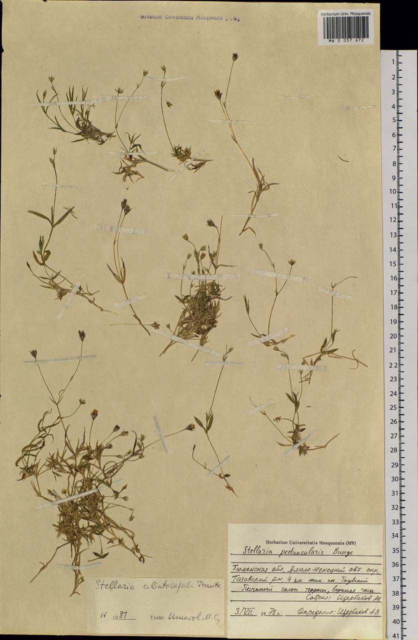 Stellaria longipes subsp. longipes, Siberia, Western Siberia (S1) (Russia)