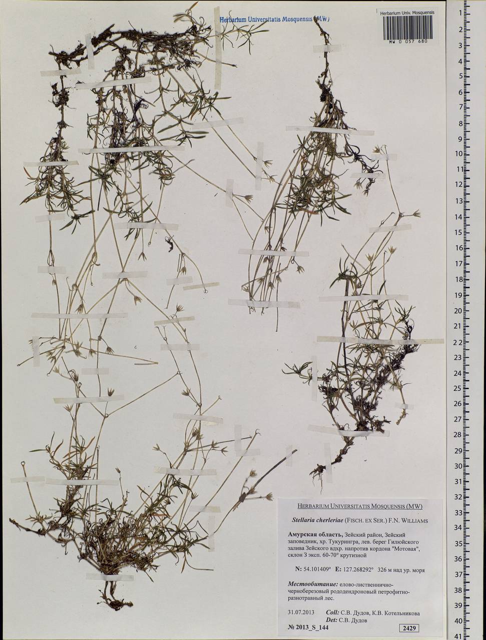 Adenonema cherleriae (Fisch. ex Ser.) M. T. Sharples & E. A. Tripp, Siberia, Russian Far East (S6) (Russia)