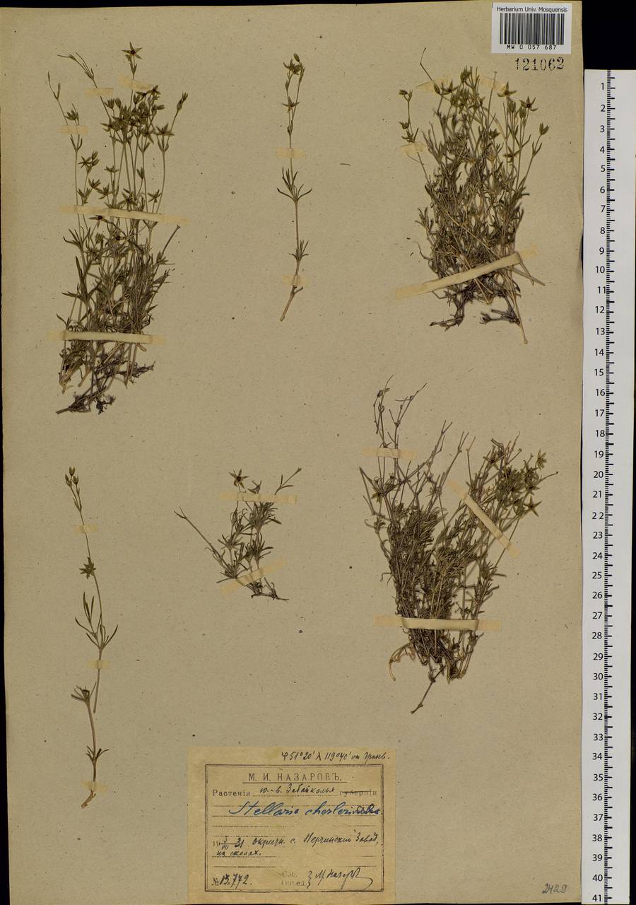 Adenonema cherleriae (Fisch. ex Ser.) M. T. Sharples & E. A. Tripp, Siberia, Baikal & Transbaikal region (S4) (Russia)