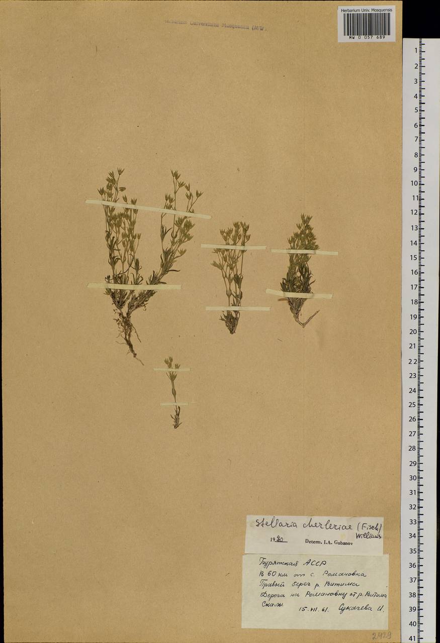 Adenonema cherleriae (Fisch. ex Ser.) M. T. Sharples & E. A. Tripp, Siberia, Baikal & Transbaikal region (S4) (Russia)