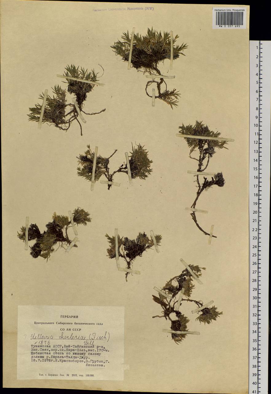 Adenonema cherleriae (Fisch. ex Ser.) M. T. Sharples & E. A. Tripp, Siberia, Altai & Sayany Mountains (S2) (Russia)