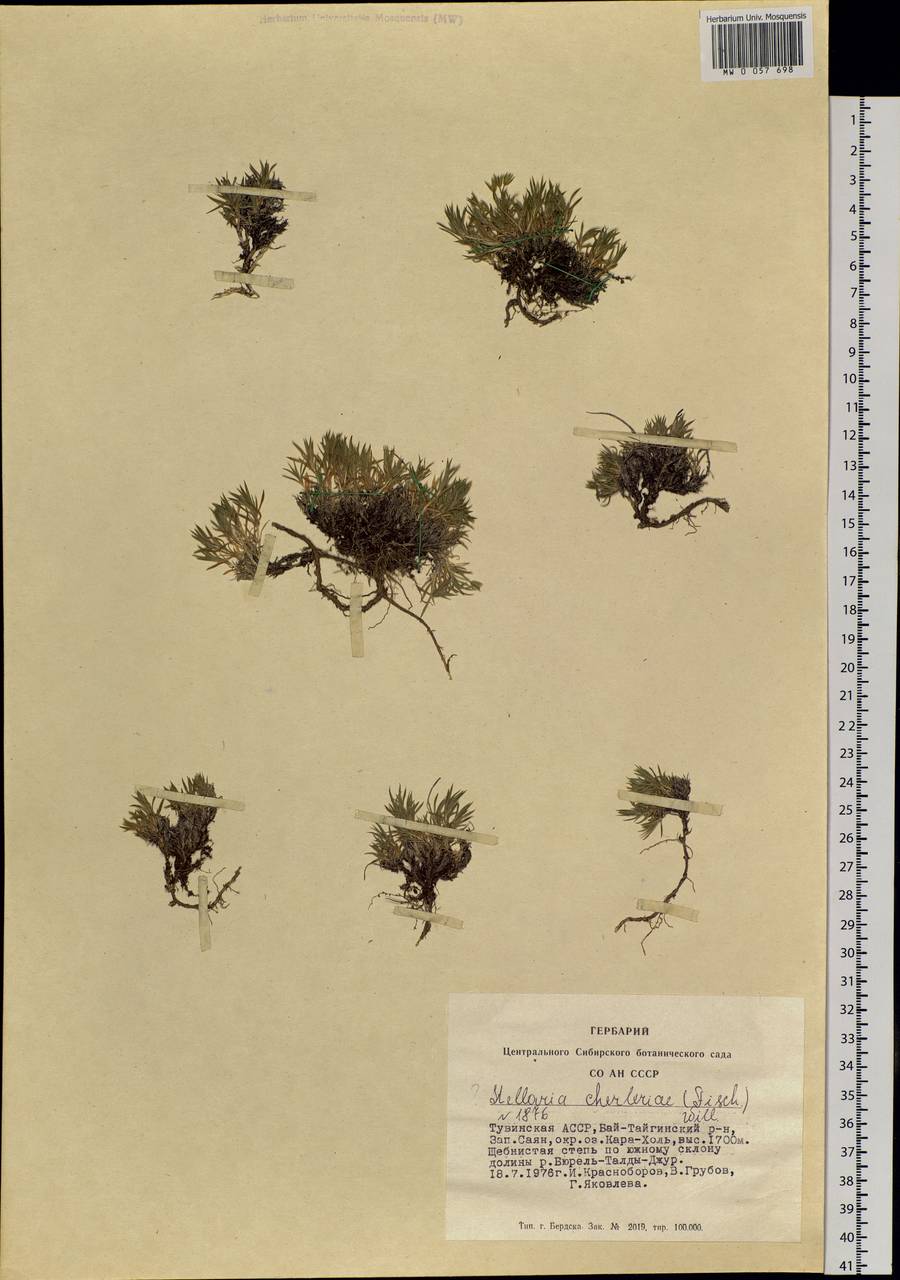 Adenonema cherleriae (Fisch. ex Ser.) M. T. Sharples & E. A. Tripp, Siberia, Altai & Sayany Mountains (S2) (Russia)