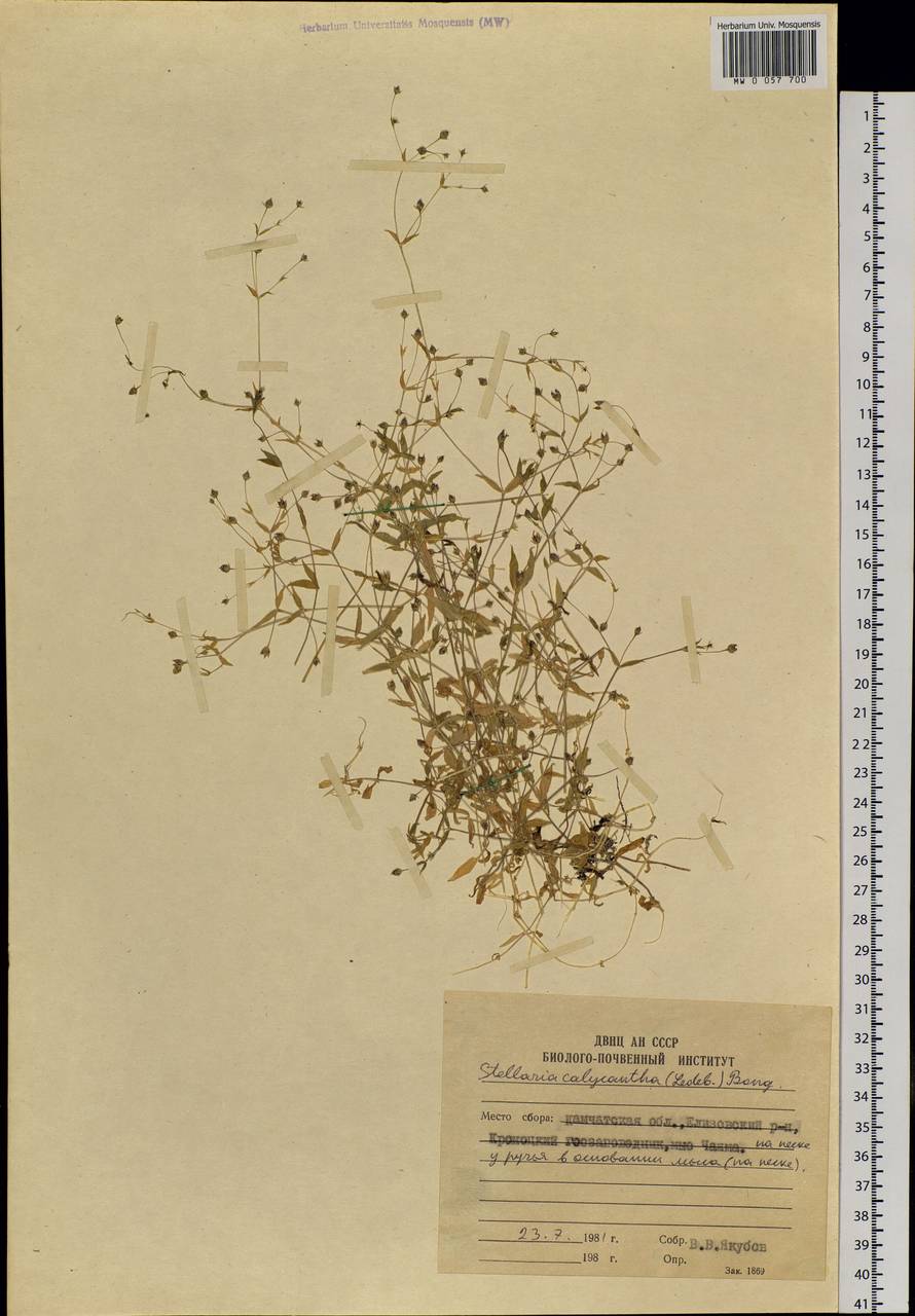Stellaria calycantha, Siberia, Chukotka & Kamchatka (S7) (Russia)
