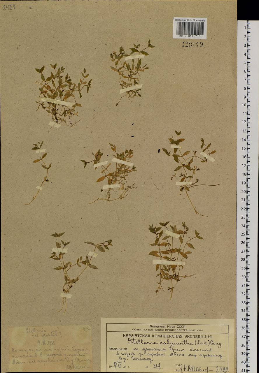 Stellaria calycantha (Ledeb.) Bong., Siberia, Chukotka & Kamchatka (S7) (Russia)