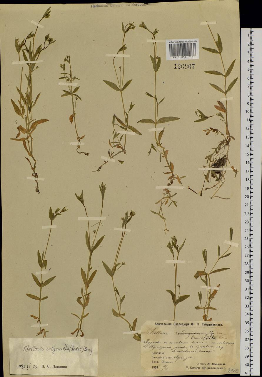Stellaria calycantha (Ledeb.) Bong., Siberia, Chukotka & Kamchatka (S7) (Russia)