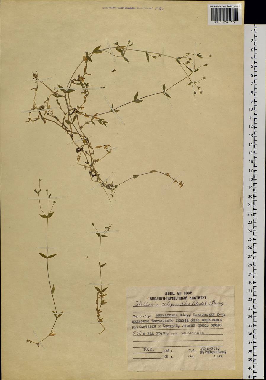 Stellaria calycantha, Siberia, Chukotka & Kamchatka (S7) (Russia)