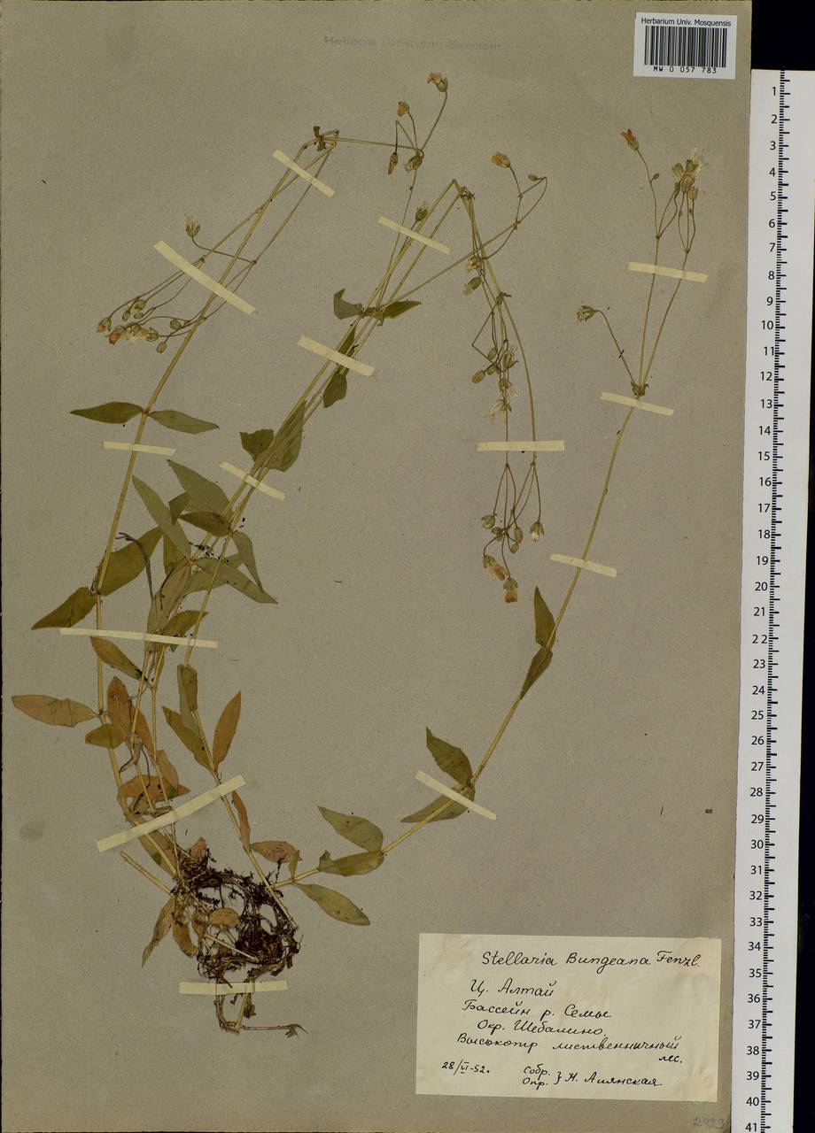 Stellaria bungeana Fenzl, Siberia, Altai & Sayany Mountains (S2) (Russia)