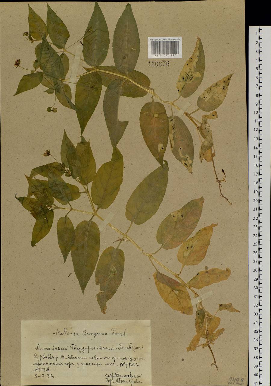 Stellaria bungeana Fenzl, Siberia, Altai & Sayany Mountains (S2) (Russia)