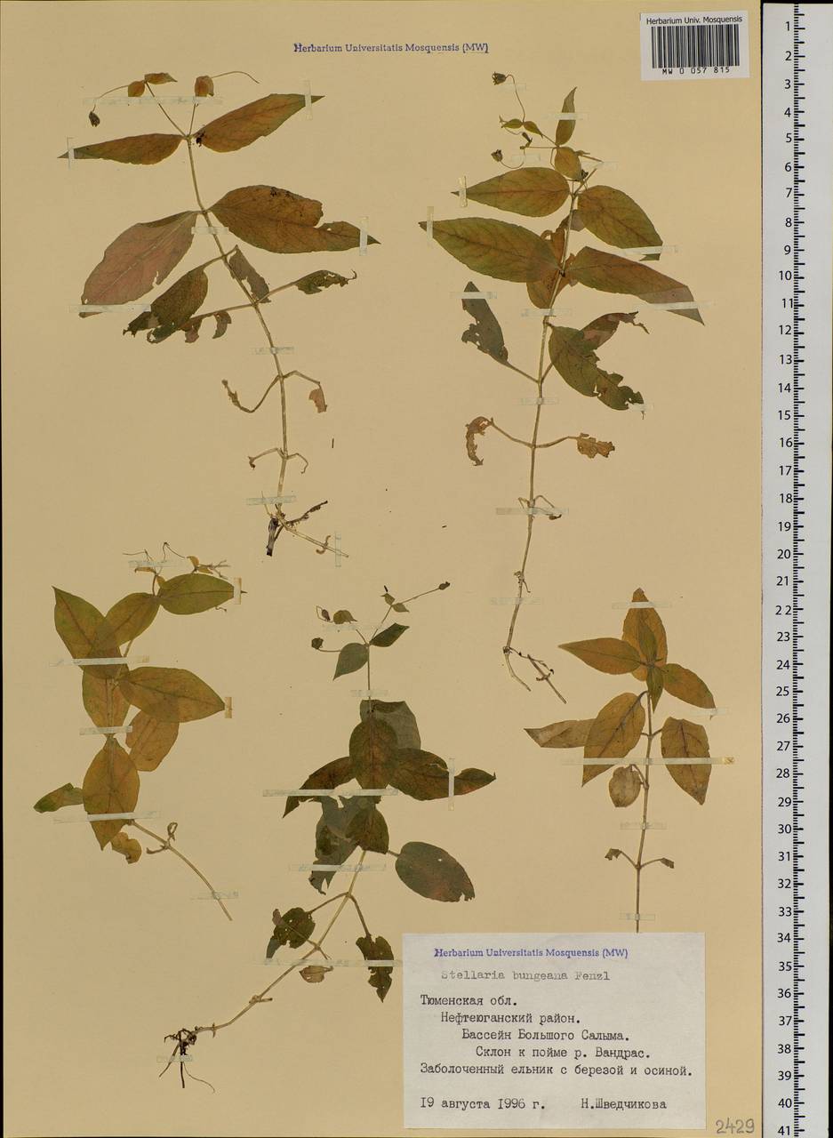 Stellaria bungeana Fenzl, Siberia, Western Siberia (S1) (Russia)