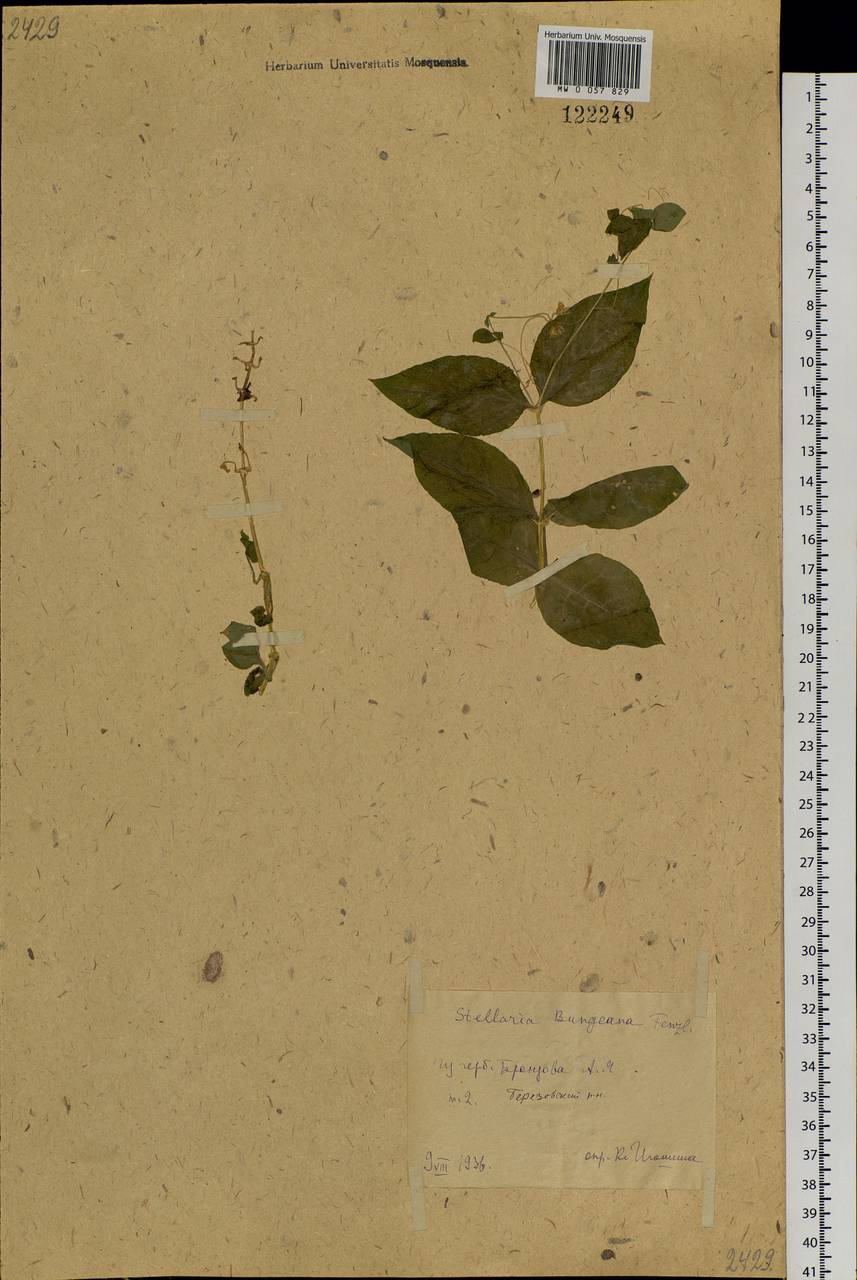 Stellaria bungeana Fenzl, Siberia, Western Siberia (S1) (Russia)