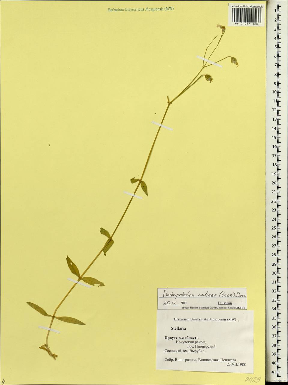 Stellaria radians L., Siberia, Baikal & Transbaikal region (S4) (Russia)