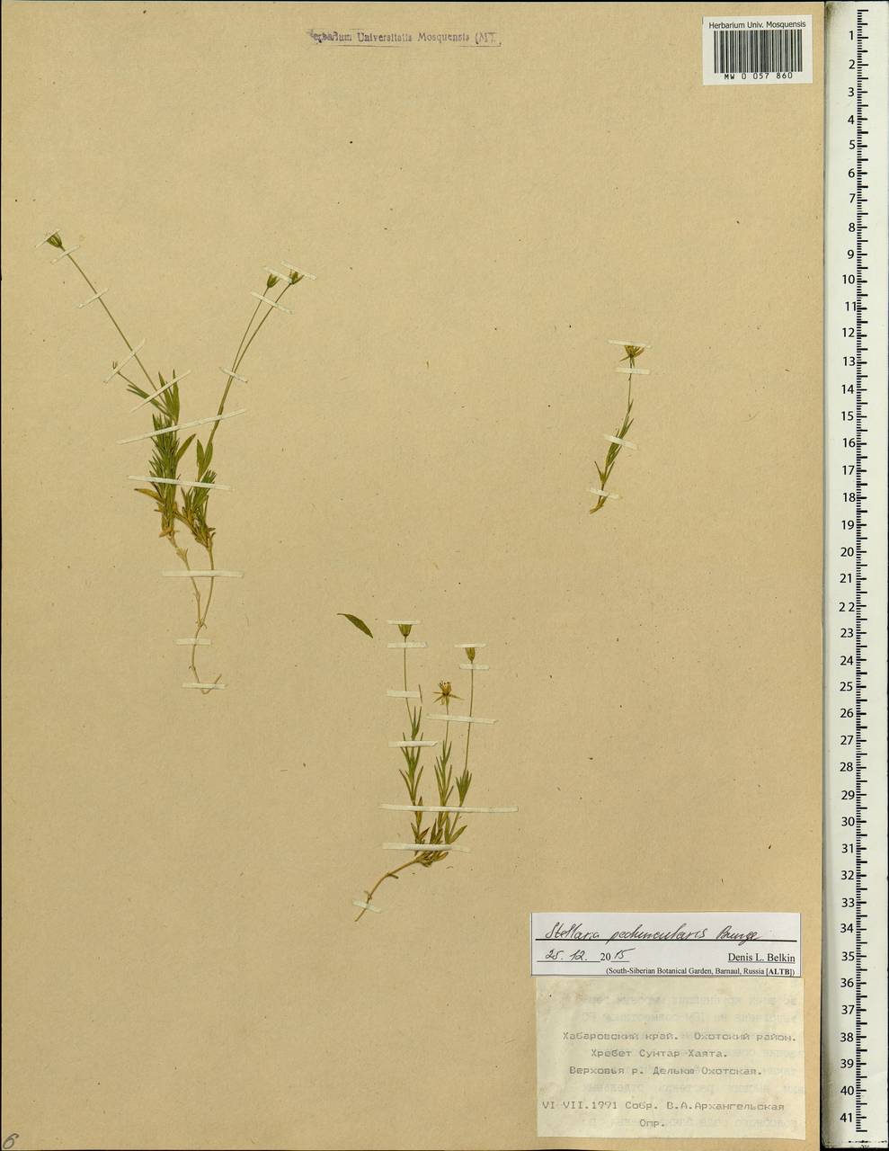 Stellaria peduncularis Bunge, Siberia, Russian Far East (S6) (Russia)