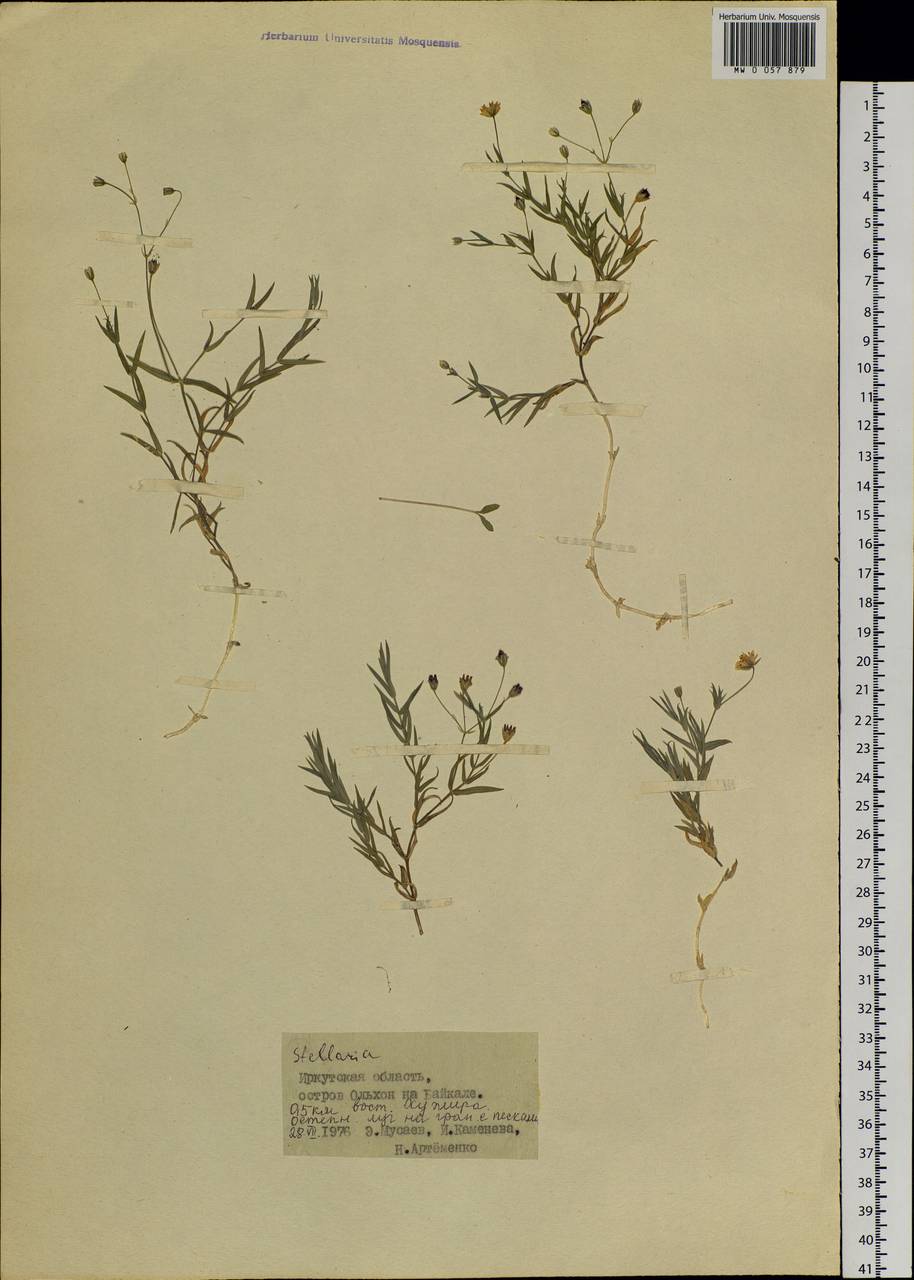 Stellaria, Siberia, Baikal & Transbaikal region (S4) (Russia)