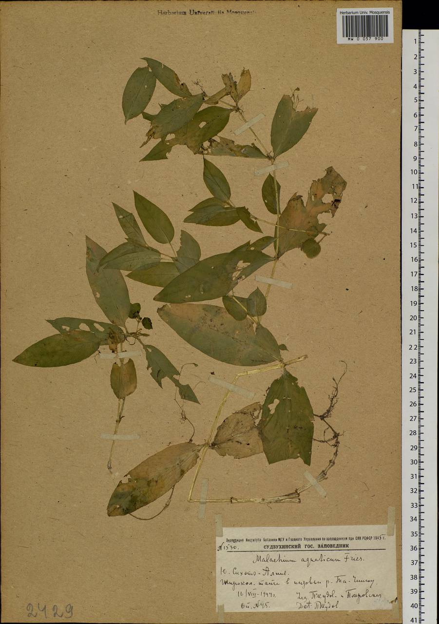 Stellaria aquatica (L.) Scop., Siberia, Russian Far East (S6) (Russia)