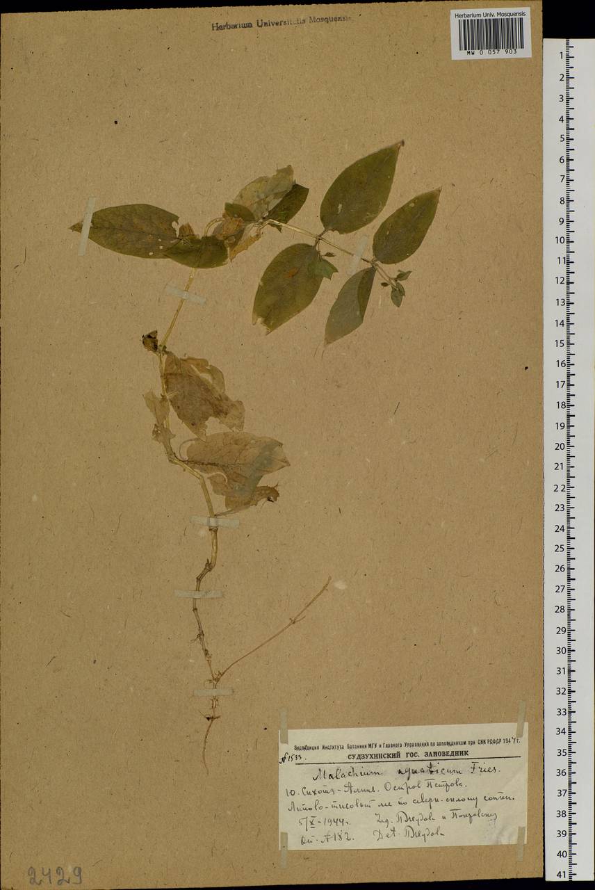 Stellaria aquatica (L.) Scop., Siberia, Russian Far East (S6) (Russia)