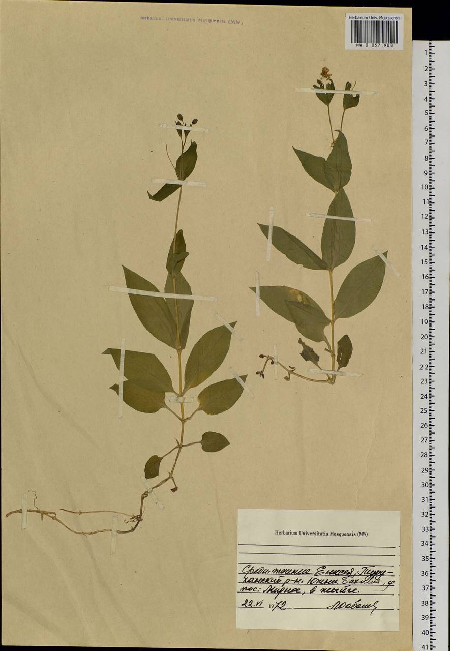 Stellaria aquatica (L.) Scop., Siberia, Central Siberia (S3) (Russia)