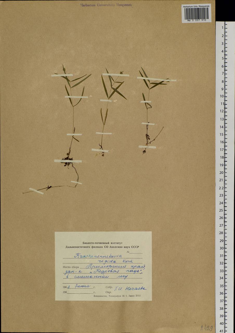 Pseudostellaria sylvatica (Maxim.) Pax, Siberia, Russian Far East (S6) (Russia)