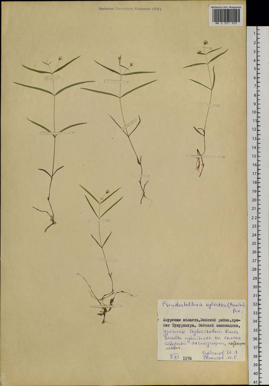 Pseudostellaria sylvatica (Maxim.) Pax, Siberia, Russian Far East (S6) (Russia)