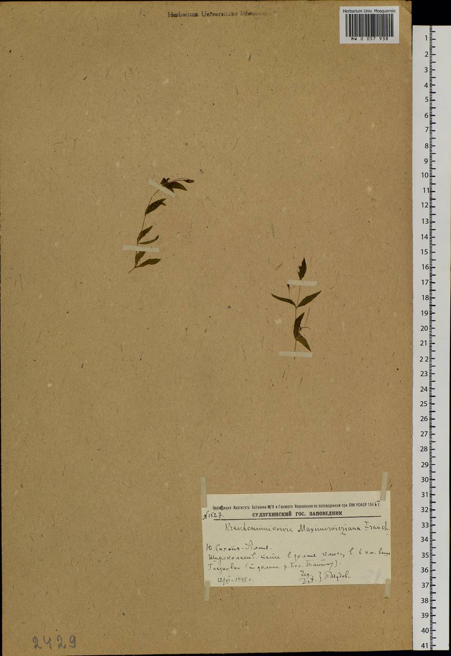 Pseudostellaria heterantha (Maxim.) Pax, Siberia, Russian Far East (S6) (Russia)