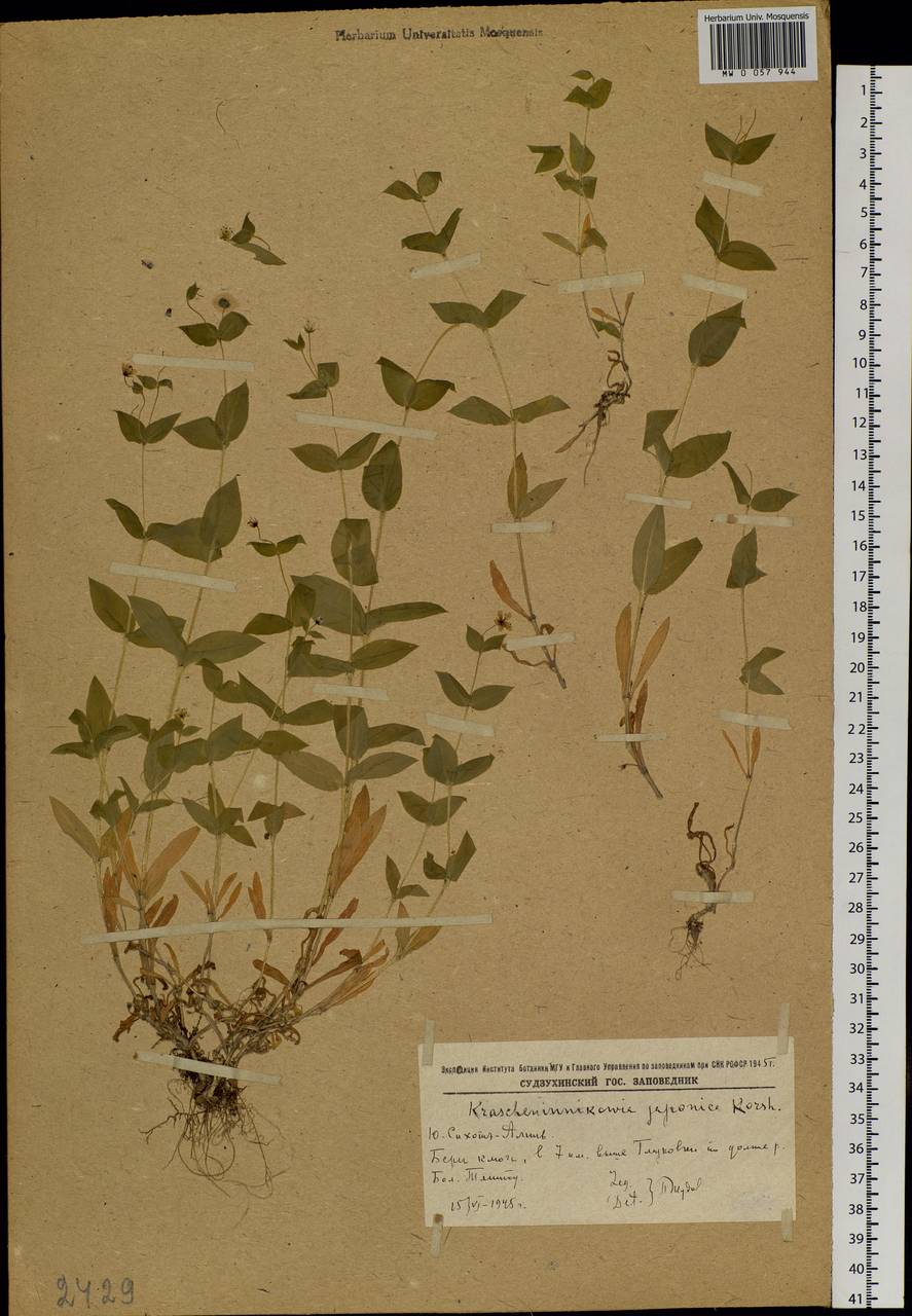 Pseudostellaria japonica (Korsh.) Pax, Siberia, Russian Far East (S6) (Russia)