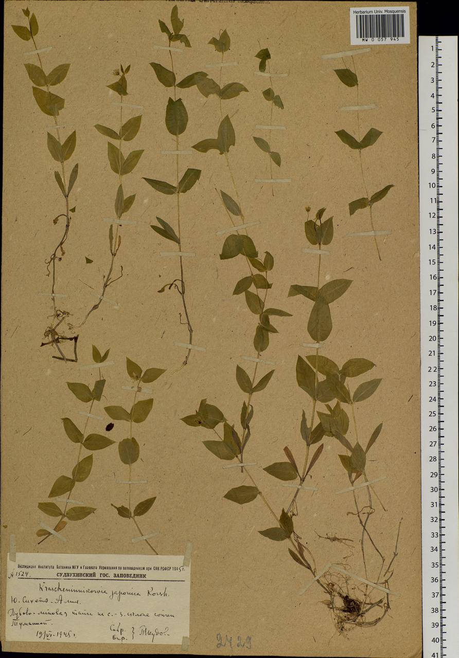 Pseudostellaria japonica (Korsh.) Pax, Siberia, Russian Far East (S6) (Russia)
