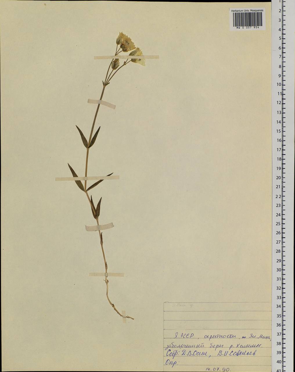 Caryophyllaceae, Siberia, Yakutia (S5) (Russia)
