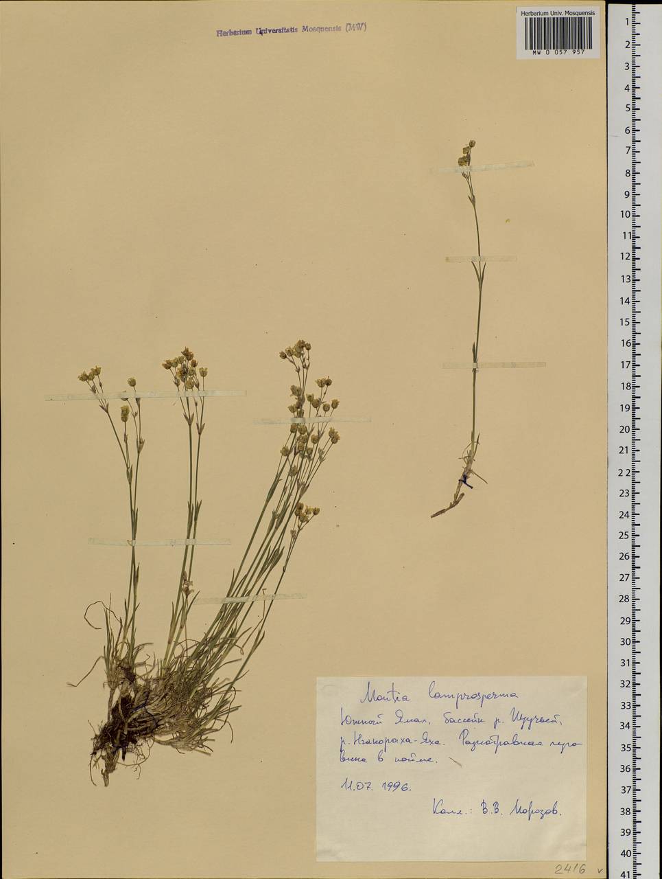 Caryophyllaceae, Siberia, Western Siberia (S1) (Russia)