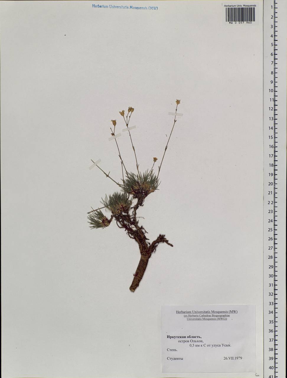 Caryophyllaceae, Siberia, Baikal & Transbaikal region (S4) (Russia)