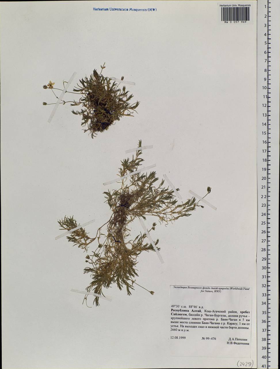 Caryophyllaceae, Siberia, Altai & Sayany Mountains (S2) (Russia)
